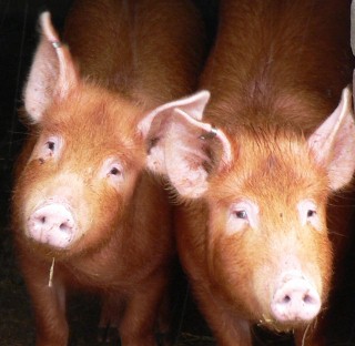 pigs 320x3121 Is the Swine Flu Pandemic Going to Kill Us All?