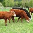 grassfedbeef grassfedbeef