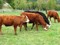 grassfedbeef 200x150 Are You Ready For Massive Food Inflation?