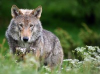 wolf fremlin@flickr 200x148 The Importance Of Family
