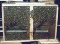 bee package 200x148 How Much Does It Cost To Start Beekeeping?
