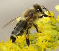 carniolan honeybee 200x172 The Characteristics of Common Honeybee Species