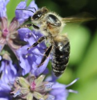 caucasian bee 200x206 The Characteristics of Common Honeybee Species
