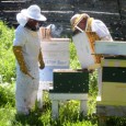 checking-beehive checking-beehive