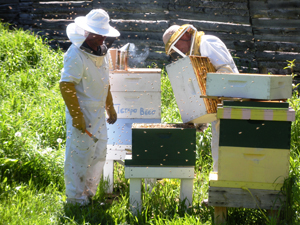 checking beehive How Much Does It Cost To Start Beekeeping?
