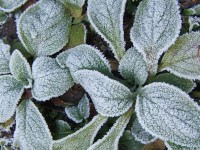 frozen plants miki@flickr 200x150 Frozen Vegetables Bring Trouble For Your Wallet!