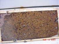 hive-frame hive frame 200x149 The Anatomy Of A Honeybee Hive