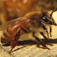 italian-bee italian-bee