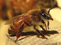 italian bee 200x150 The Characteristics of Common Honeybee Species