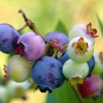 PattsBlueberries PattsBlueberries