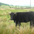 cow-jessieowen@flickr cow-jessieowen@flickr