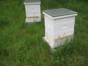 IMG 2663 300x225 Last Weekends Hive Inspection(s)