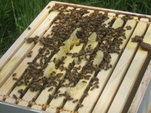 IMG_2696 IMG 2696 300x225 Hive Inspection June 11, 2011