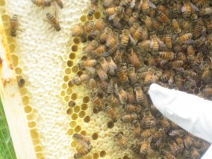 IMG_2708 IMG 2708 300x225 Hive Inspection June 11, 2011