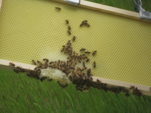 IMG_2716 IMG 2716 300x225 Hive Inspection June 11, 2011