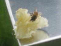 IMG 2717 200x150 Hive Inspection   June 11, 2011
