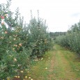 apple-orchard