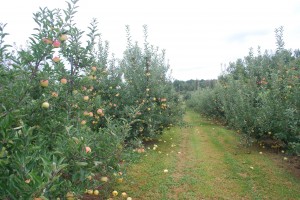 apple orchard 300x200 Planting Our Orchard