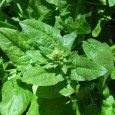 bolting_spinach-600x450 bolting_spinach-600x450
