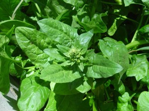 bolting spinach 600x450 300x225 Bolting Spinach, My Oh My
