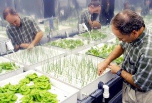 Hydroponic onions nasa 300x204 Hydroponics and Aquaponics