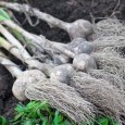 garlic-bulbs garlic-bulbs