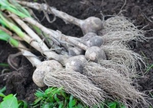 garlic bulbs 300x213 How To Grow Garlic   Growing Garlic Made Easy!