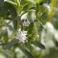 stevia stevia