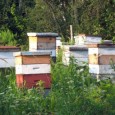 beehives beehives