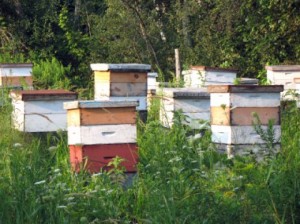 beehives 300x224 How To Start Beekeeping