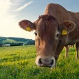 cow-pasture-thomasmies@flickr