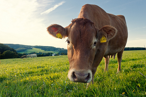 cow-pasture-thomasmies@flickr.jpg