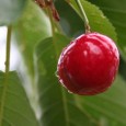 cherry cherry