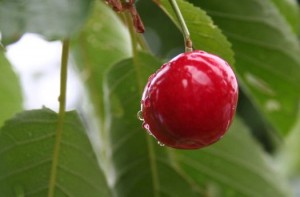 cherry 300x197 Thoughts on Sustainable Food Production