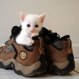 kitten-joseluna@flickr kitten-joseluna@flickr