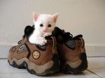 kitten-joseluna@flickr kitten-joseluna@flickr