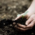 plant-in-hand plant-in-hand