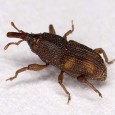 weevil weevil