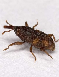 weevil 200x262 To Freeze Wheat or Not To Freeze Wheat