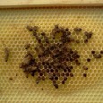 IMG044 IMG044