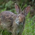 Rabbit Rabbit