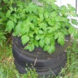 potatoes-in-tire-stack potatoes-in-tire-stack