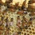 beekeeping beekeeping