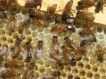 beekeeping beekeeping