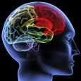 Brain Brain