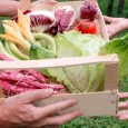 vegetables vegetables